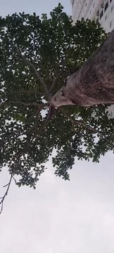 Towering tree Stock Photos