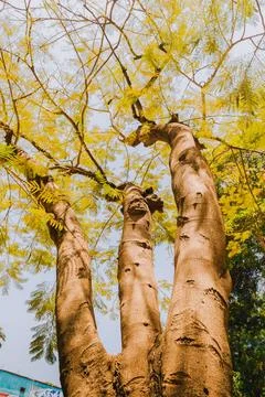 A towering tree Foto stock