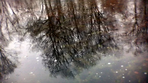 Towering tree reflected in rainy new england pond Stock Footage 100609498
