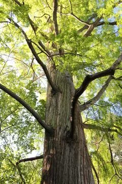 Towering tree with sprawling branches Stock Photos