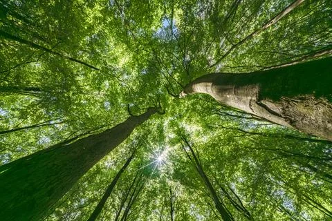 A Towering Tree Standing Tall Underneath a Beautiful Canopy of Green Leaves.. Foto stock