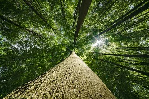 A Towering Tree Standing Tall Underneath a Beautiful Canopy of Green Leaves.. Stock Photos