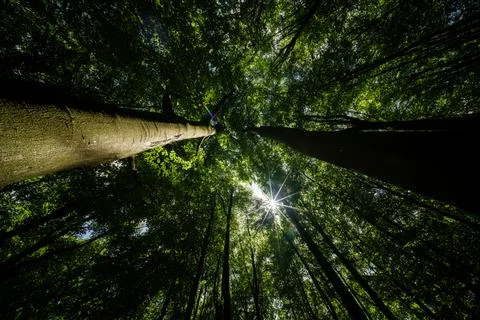 A Towering Tree Standing Tall Underneath a Beautiful Canopy of Green Leaves.. Stock Photos