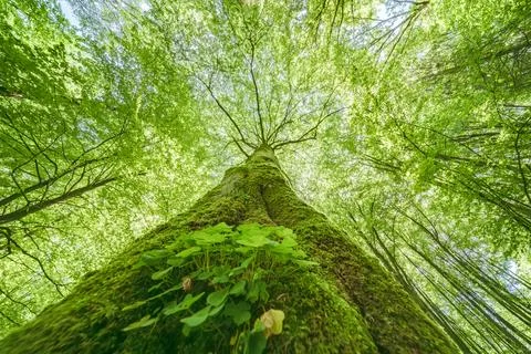 A Towering Tree Standing Tall Underneath a Beautiful Canopy of Green Leaves.. Stock Photos