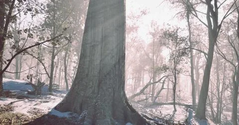 A towering tree stands majestically in a tranquil forest scene Stock Illustration