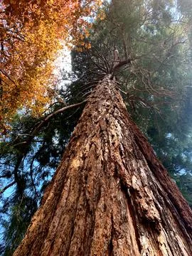 A towering tree stands with textured bark, surrounded by bright autumn leav.. Stock Photos