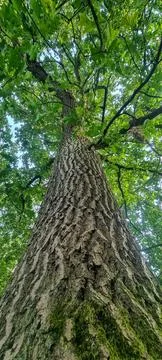 Towering Tree Viewed from Base with Dense Green Canopy Stock Photos
