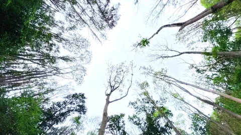 Towering trees frame a bright, open sky. Green leaves swirl gently in natural Stock Footage 347125948