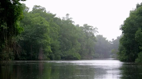 Towering trees over rainy river 스톡 동영상 53059782