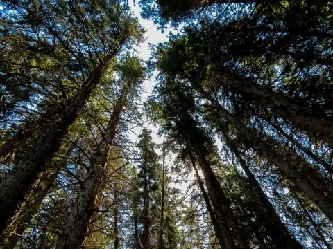 Towering Trees Stock Photos
