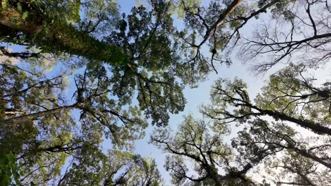 Towering trees reach for sky with green canopies Stock Footage 345136534