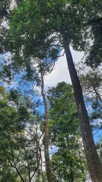 Towering trees stretch toward a bright blue sky Stock Photos
