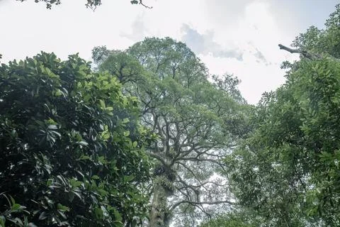 Towering Tropical Canopy Tree Viewed from Below Stock Photos