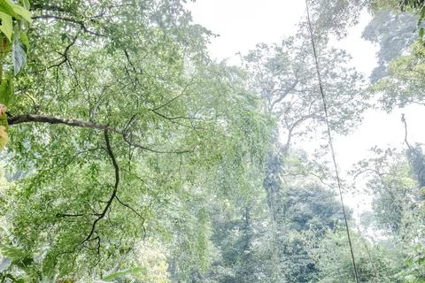 Towering Tropical Forest Canopy in Soft Misty Daylight Stock Photos