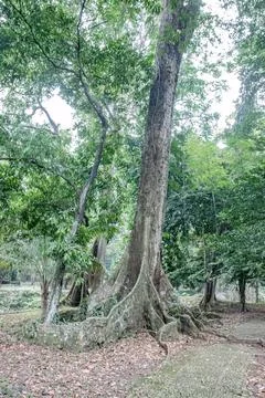 Towering Tropical Tree with Buttress Roots by a Stone Path Stock Photos