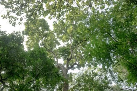 Towering Tropical Tree with Twisting Branches to the Sky. Stock Photos
