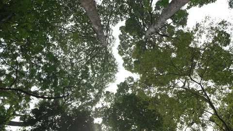 Towering tropical trees lean upward as camera tilts slowly capturing lush Stock Footage 310938061