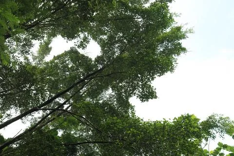 Towering Trunks Reaching Toward Bright Sky Stock Photos