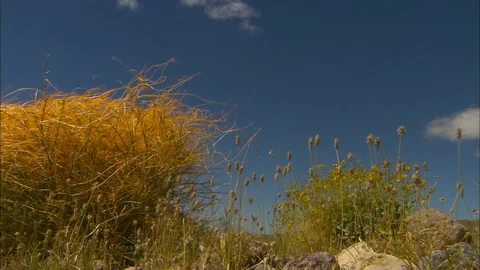 Towering tumbleweed Stock Footage 87779330