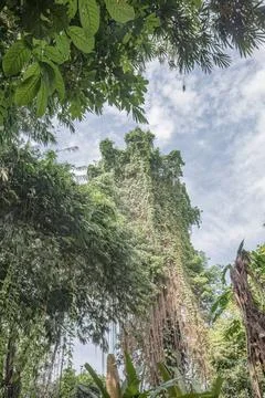 Towering vine covered tree rising into a bright sky Stock Photos