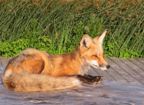 Town fox Stock Photos