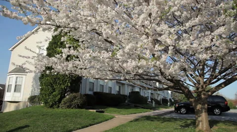 Town homes. Eastern USA. Stock Footage 46182044