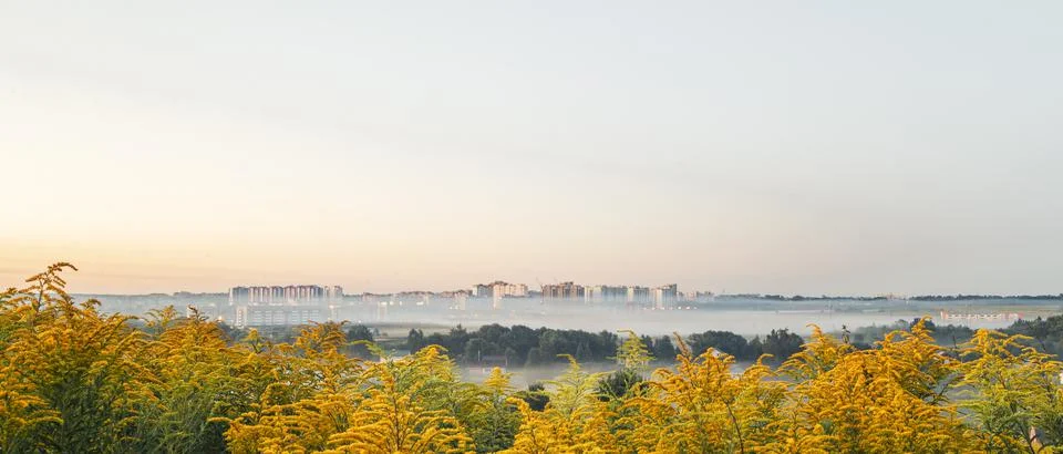 Town Oryol in the morning before dawn in the fog, Solidago canadensis blossoms Stock Photos
