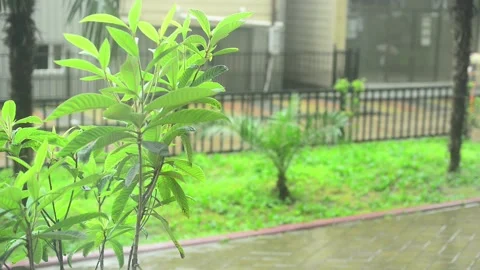 Town at rainy summer day Stock Footage 247195259
