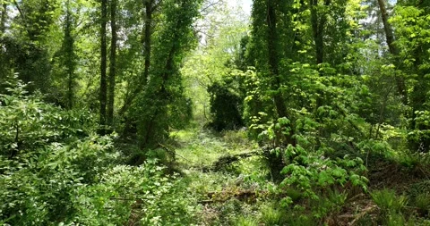 Town site rain forest Stock Footage 194747258