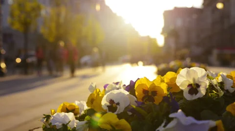 Town street on sunset. Stock-Footage 37726564