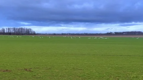 Town train road trip side window with a beautiful landscape Stock Footage 296420610