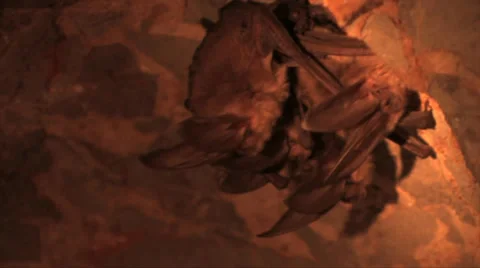 Townsend's Long ear bats 스톡 동영상 37597694