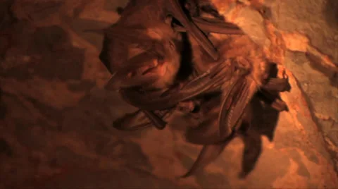 Townsend's Long eared bats 스톡 동영상 37597521