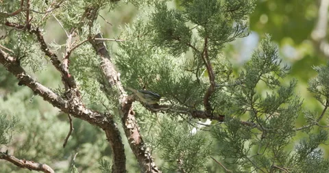 Townsend's Warbler Bird Foraging Flitting in Juniper Tree Branches Slow Motion Stock Footage 332262511