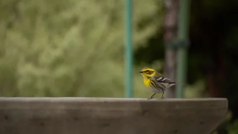 Townsend's Warbler bird hops around on birdbath Stock Footage 268893741