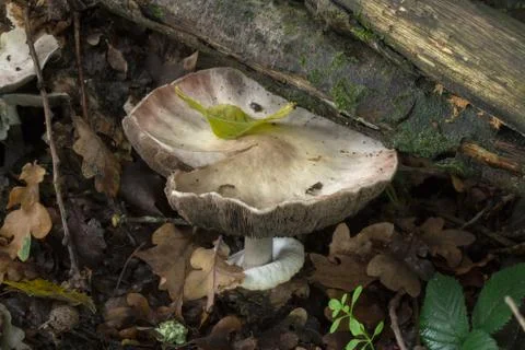 The toxic Agaricus placomyces. Stock Photos