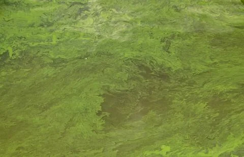 Toxic Algae Bloom on Water Surface Aerial View Stock Photos