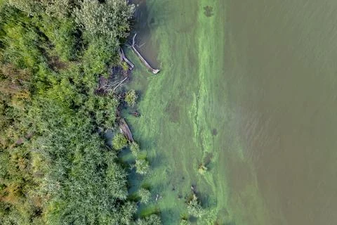 Toxic Algae Bloom on Water Surface Aerial View Stock Photos