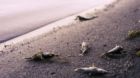 Toxic algae causes fish to wash up dead – water pollution Video stock 94104315