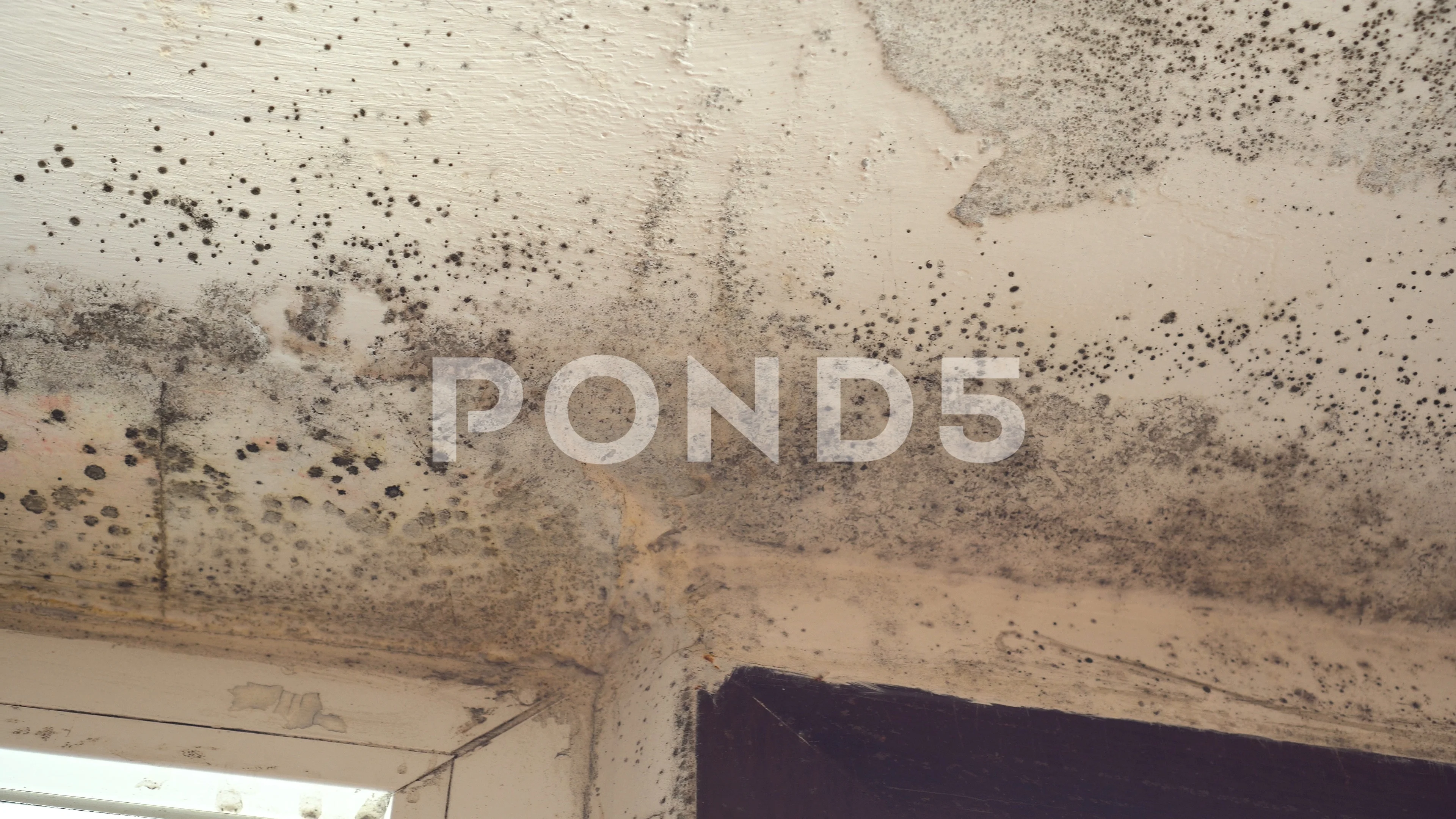 Video Toxic Black Mold In The Building Growth And Reproduction