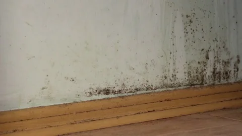 Toxic black mold in house on walls Stock Footage