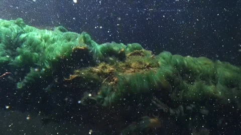 Toxic blue-green algae parasitize a submerged tree branch in Parentis lake Stock-Footage 312974797