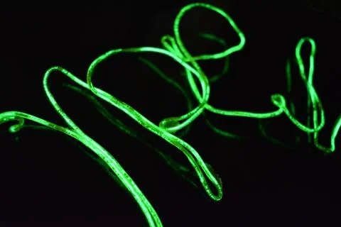 Toxic green lime lighting with specific pattern neon electroluminescent wire. Stock Photos