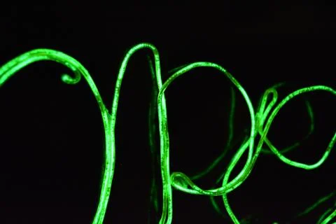 Toxic green lime lighting with specific pattern neon electroluminescent wire. Stock Photos
