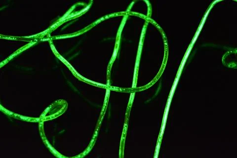 Toxic green lime lighting with specific pattern neon electroluminescent wire. Foto stock