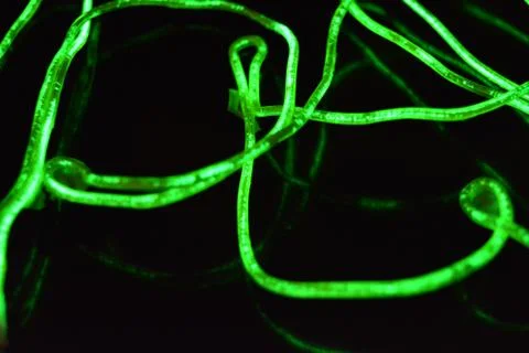 Toxic green lime lighting with specific pattern neon electroluminescent wire. Stock Photos