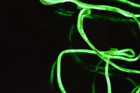Toxic green lime lighting with specific pattern neon electroluminescent wire. Stock Photos