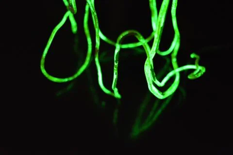 Toxic green lime lighting with specific pattern neon electroluminescent wire. Stock Photos