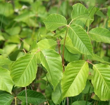 Toxic ivy Stock Photos