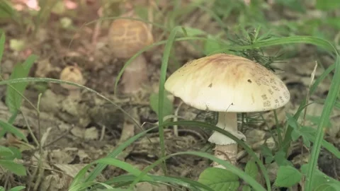 Toxic Mushroom Close-Up on Forest Floor Video stock 342211522